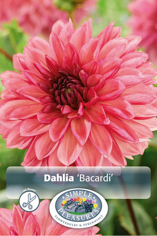 Close-up of a pink dahlia flower with 'Bacardi' variety label and Simple Pleasures logo.