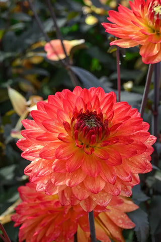 Dahlia Dark Leaf - Candlelight Amberglow (1 Bulb)