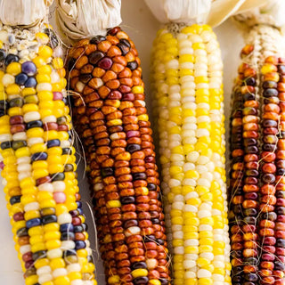 Suttons Seeds -  Popcorn fiesta