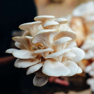 Mushroom Kit | White Oyster