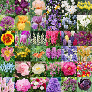 More Fall Bulbs (In-Store)