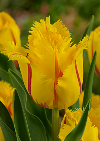 Tulip - Flamenco (Fringed)