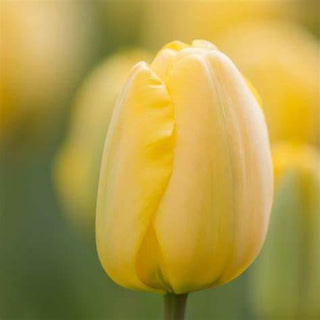 Tulip - Golden Parade (Darwin Hybrid)