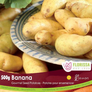 Seed Potatoes Gourmet Banana (500g)