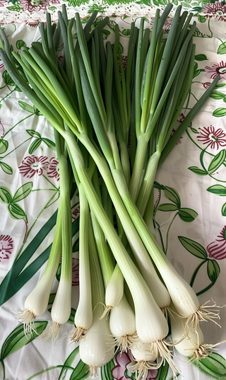 Green Onion | Bunching Evergreen ORGANIC