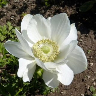 Anemone | De Caen The Bride (1 bulb)