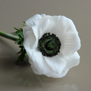 Anemone | Carmel White (1 Bulb)