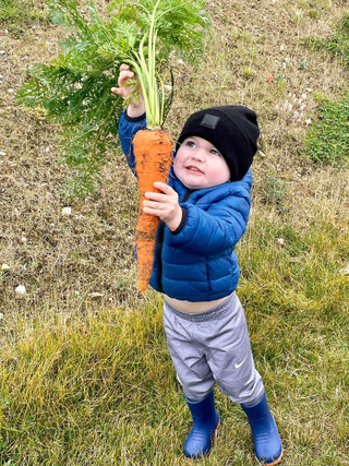 Carrot, Sweetness Pelleted Seed