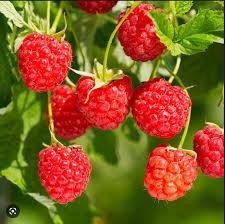 Raspberry | Canby