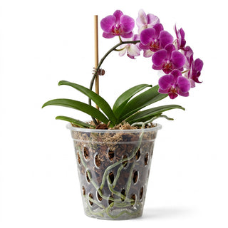 Teraplast Flores Clear Orchid Pot 14cm
