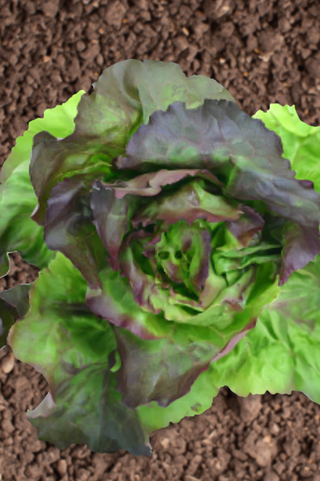 Lettuce | Marveille Four Seasons ORGANIC
