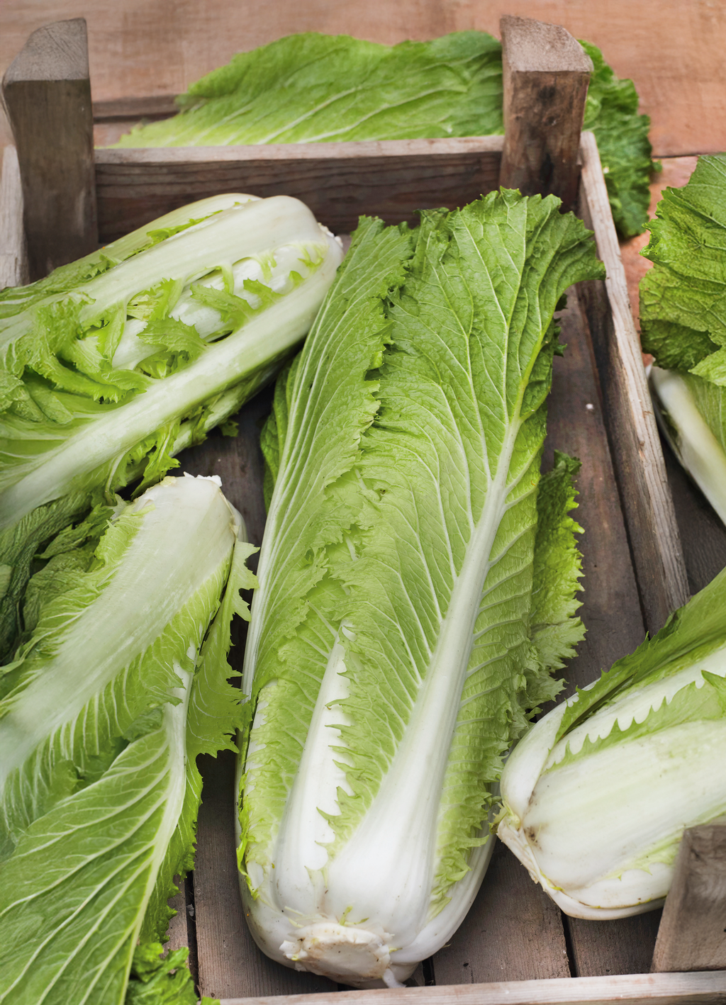 Chinese Cabbage | Napa Michihli – The Seed Company by E.W. Gaze