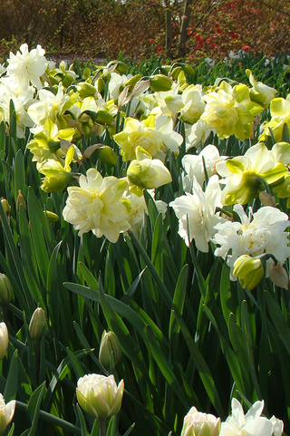 Daffodil - Obdam - Double Narcissus (PRE-ORDER)