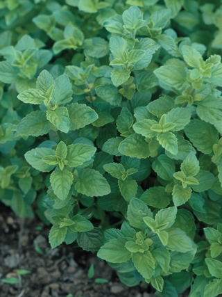 Oregano | ORGANIC