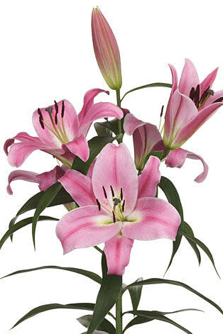 PRE-ORDER Lily | Oriental Pink 24+ (1 Bulb)