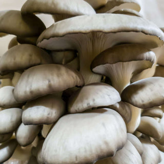 Mushroom Kit | Black Oyster