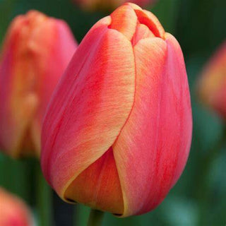 Tulip - Parade Elite (Darwin Hybrid)