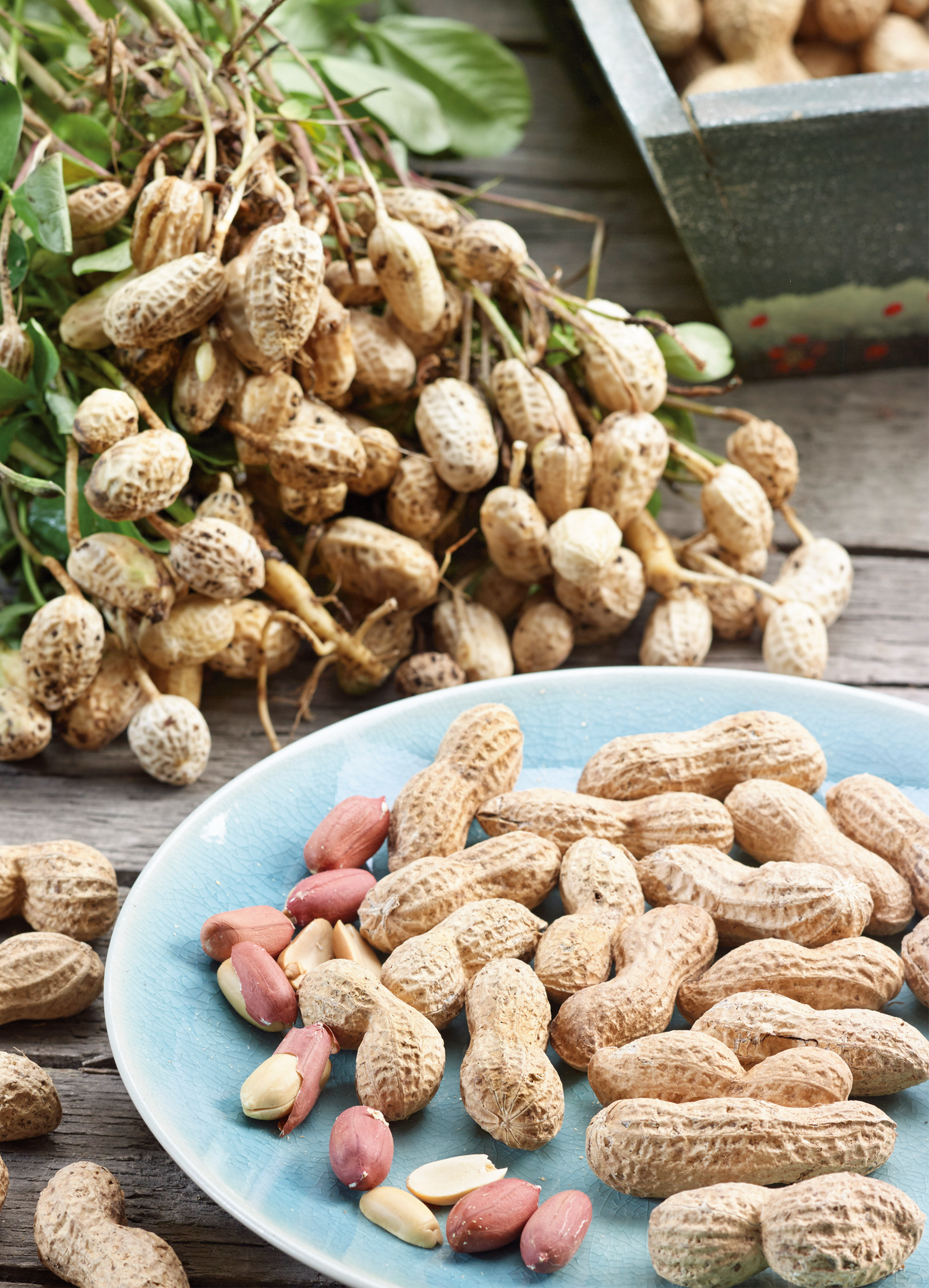 valencia peanut seeds for planting Peanuts
