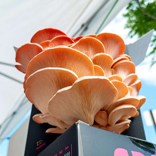 Mushroom Kit | Pink Oyster