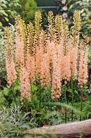 Foxtail Lily - Pink Tops