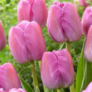 Tulip - Purple Pride (Darwin Hybrid)