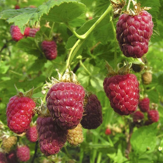 Raspberries on a branch with green leaves, labeled 'Raspberry BOYNE / Framboise'.