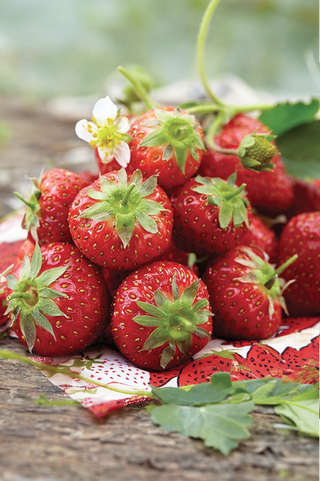 Strawberry | Sable | 25pk