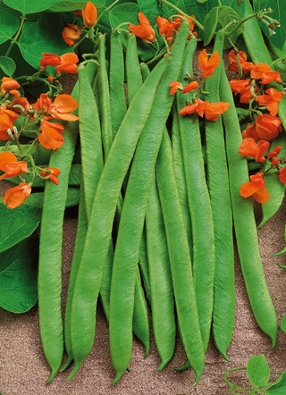 Haricot Polonais | Coureur écarlate