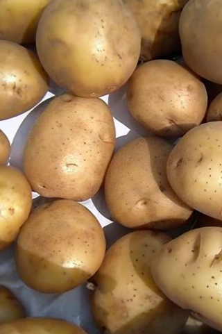 Seed Potatoes "SUPERIOR" (White) 10lb Bag