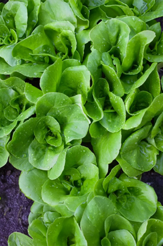 Lettuce | Tom Thumb ORGANIC