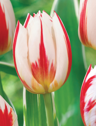Tulip - Canadian Celebration (Triumph)
