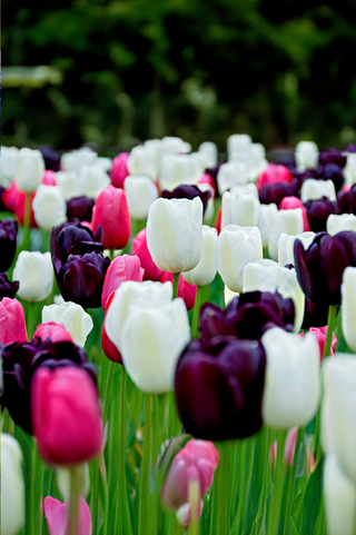 Tulip - Black and White Cookie - Single Late