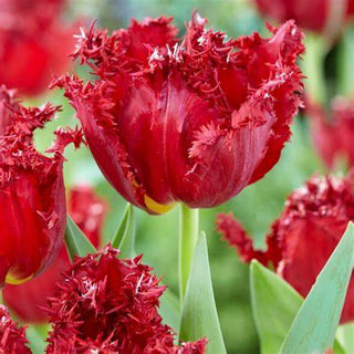 Tulip - Versaci (Fringed)