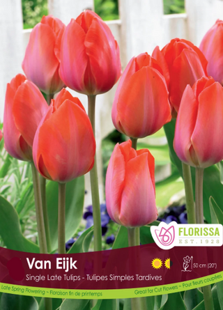 Tulip Darwin Hybrid | Van Eijk