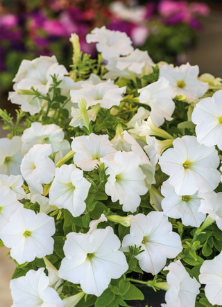 Petunia | White Wave