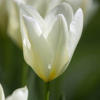 Tulip - White Emperor (Fosteriana)