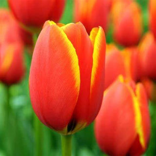 Tulip - World's Favourite (Darwin Hybrid)