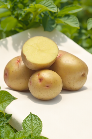 Seed Potatoes "YUKON NUGGETS" 5LB Bag