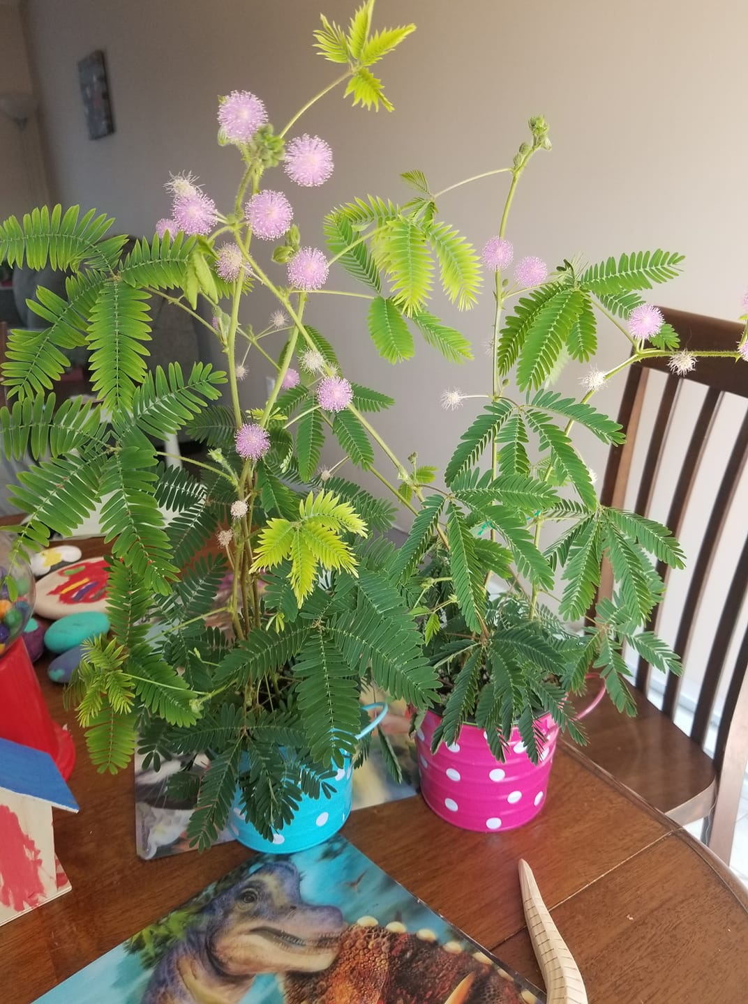 sensitive plant indoors Mimosa
