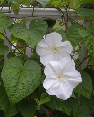 Moon Flower, Giant White Scented