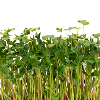 Mumms's Sprouting Seeds Mélange de salade de micro-pousses