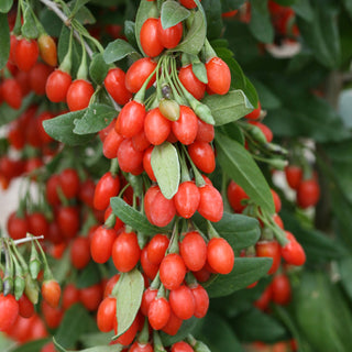 Plante de baies de Goji en pot