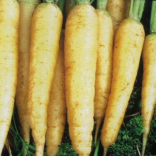 Carrot | Sweet Yellow