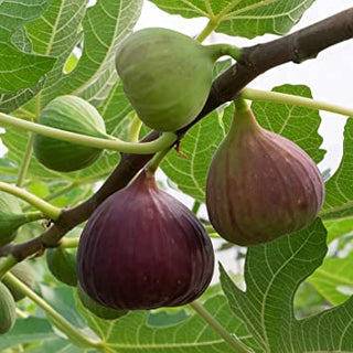 PRE-ORDER Fig (Live Plant)