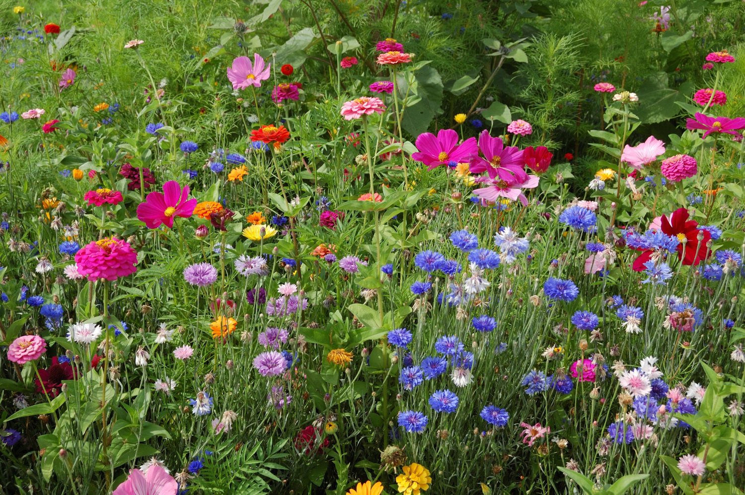 canadian wildflower seeds Wildflower Mix – The Seed Company by E.W. Gaze