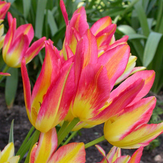 Tulipe - Antoinette (Bouquet de Fleurs)