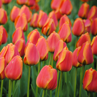 Tulip - Apeldoorn's Elite (Darwin Hybrid)