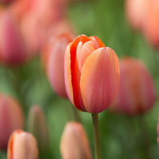 Tulipe - Impression d'abricot (Darwin Hybrid)