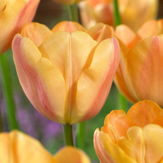 Tulipe - Abricot Foxx (Triumph)