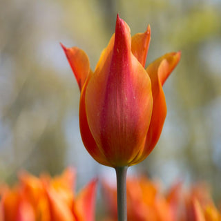 Tulipe - Ballerine (Fleur de Lys)